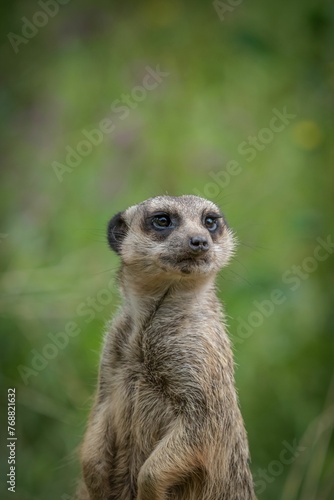 Selective focus shot of a cute meerkat in a park © Wirestock