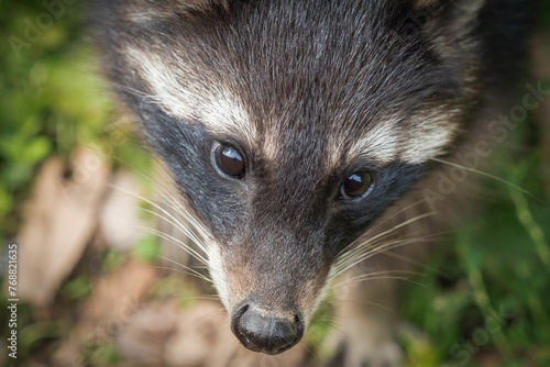 Closeup shot of a raccoon, revealing its adorable facial features