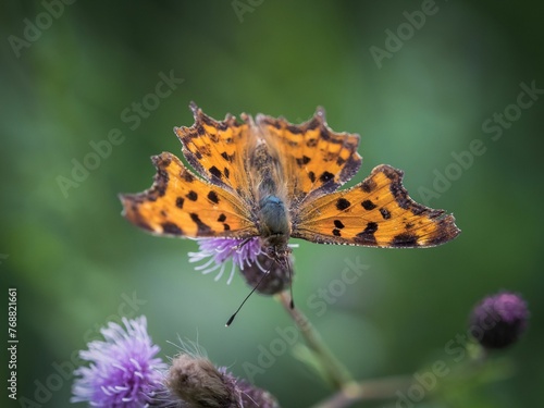 Closeup shot of an orange spotted comma butterfly on a purple thistle flower photo