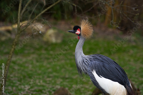 Black crowned crane bird