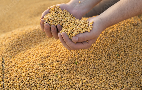 Worker holding soy beans after harvest