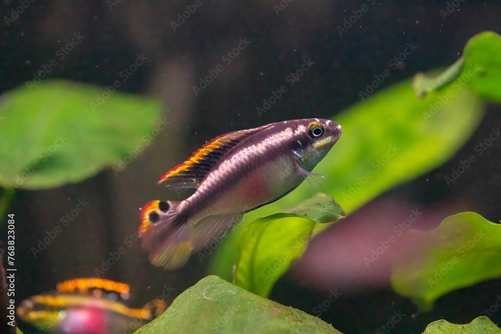 Closeup of a tiny fish swimming in an aquarium Closeup of a tiny fish swimming in an aquarium