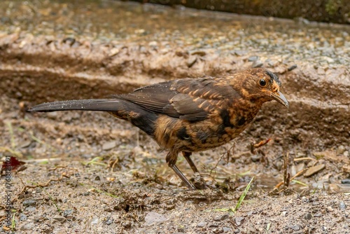 Close-up of a common blackbird standing on the ground  looking for seeds