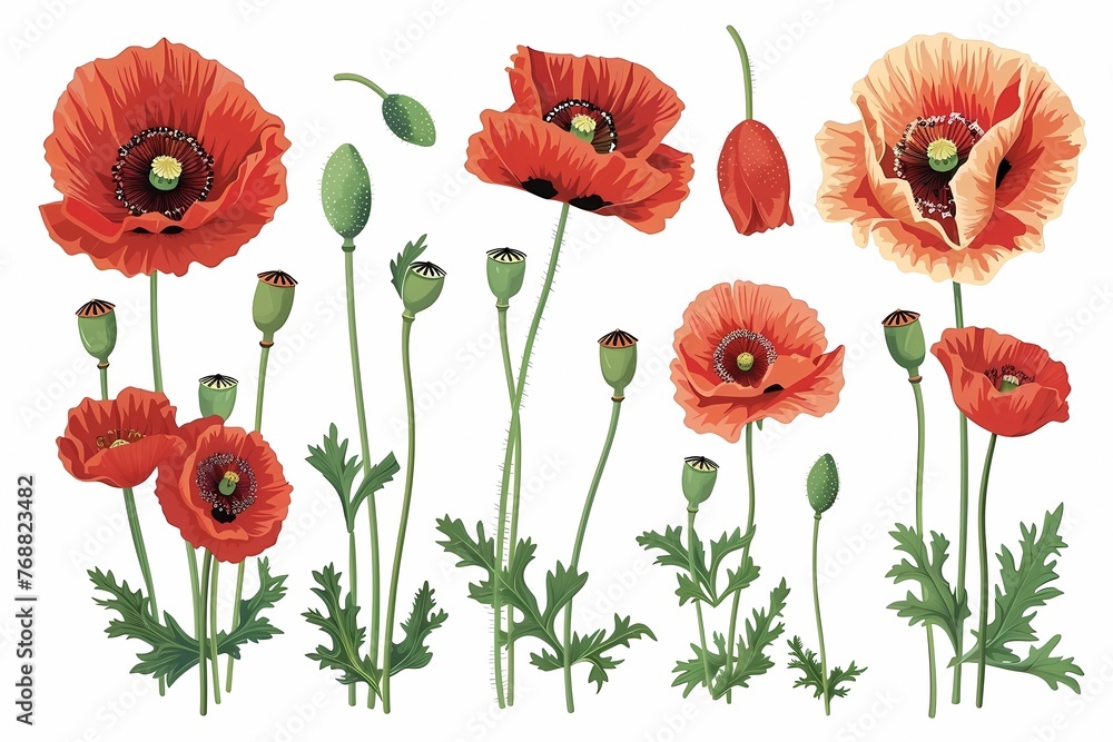 Fototapeta premium Floral collection, poppies flowers on a white background, cartoon style