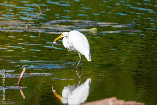 Great egret fishing in a tranquil lake. Ardea alba.