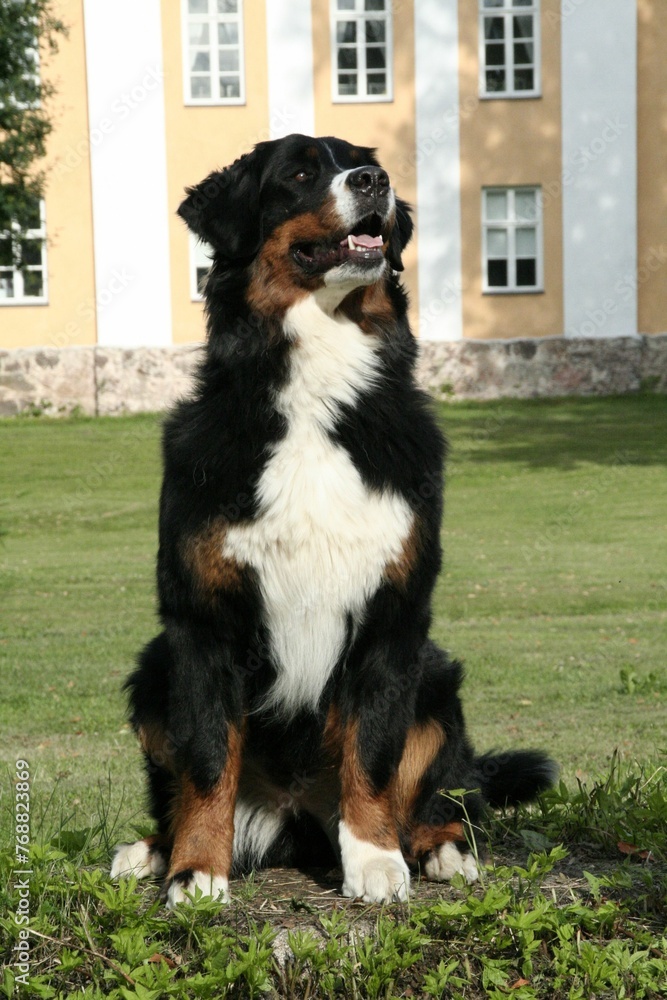 Adorable brown and white  Berner Sennenhund dog sitting on the grass with a building in background