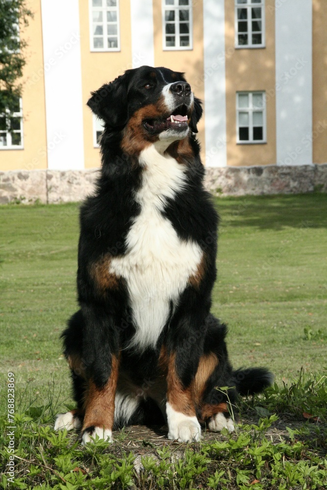 Adorable brown and white Berner Sennenhund dog sitting on the grass with a building in background Adorable brown and white Berner Sennenhund dog sitting on the grass with a building in background