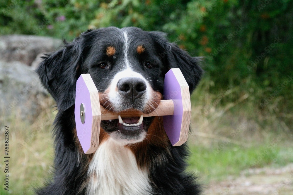 Adorable brown and white  Berner Sennenhund dog holding a wooden dumbbell in its mouth