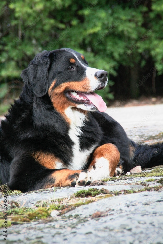 Adorable brown and white  Berner Sennenhund dog sitting on the rock outdoors