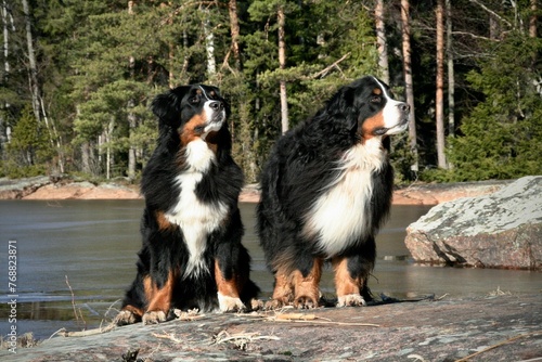 Adorable tricolor Berner Sennenhund dogs standing next to the lake