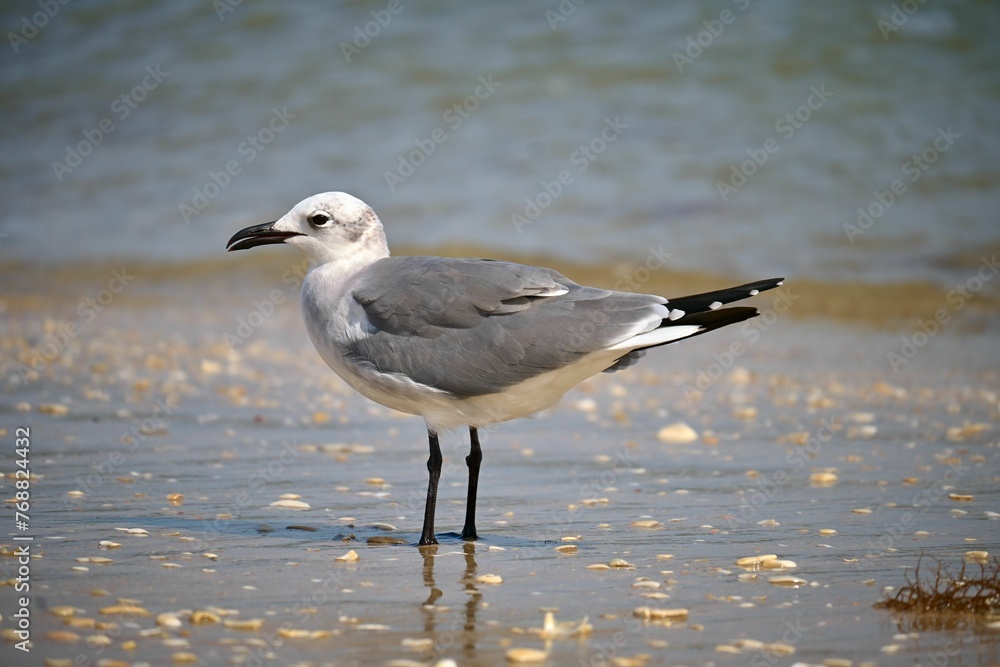Lone seagull perched on the shore of a sandy beach, standing in the shallow water, Gulf of Mexico Lone seagull perched on the shore of a sandy beach, standing in the shallow water, Gulf of Mexico