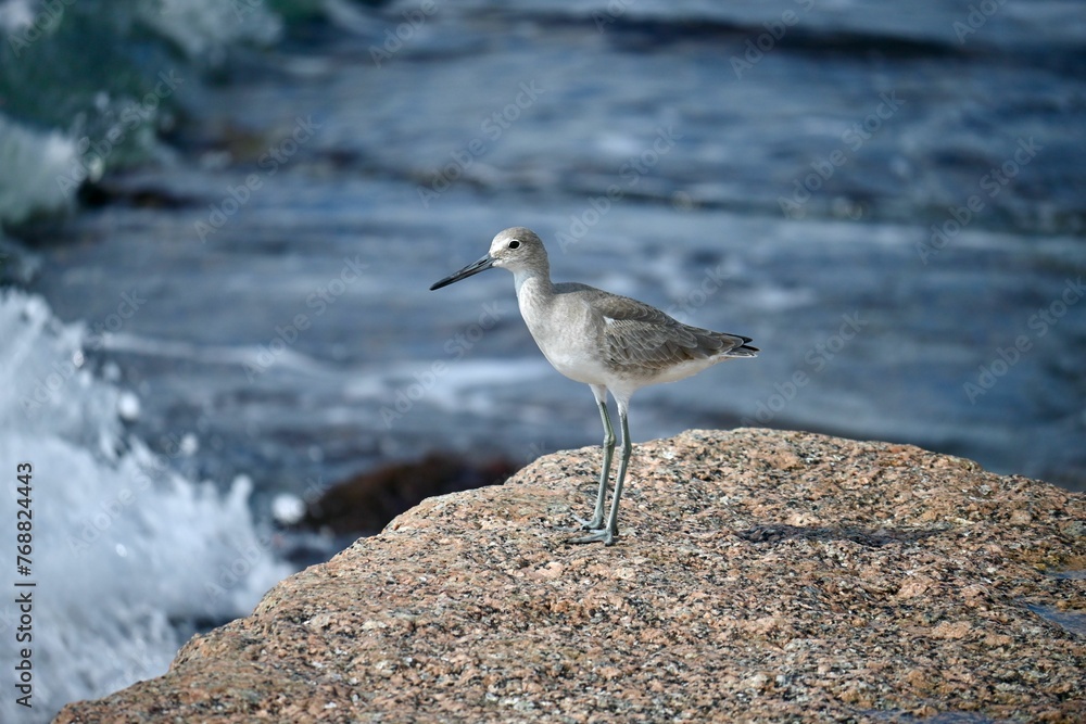 Sandpiper perched atop a rocky beach shoreline, Gulf of Mexico Sandpiper perched atop a rocky beach shoreline, Gulf of Mexico