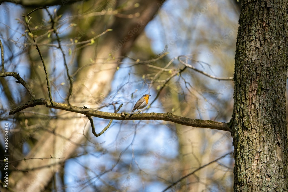 European robin perched on a tree branch in a natural setting. European robin perched on a tree branch in a natural setting.