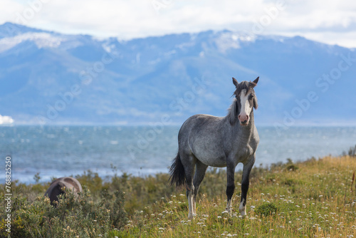 Horse in Patagonia