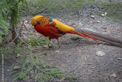 фотографія Vibrant red and orange bird with a lengthy tail near the tree branches