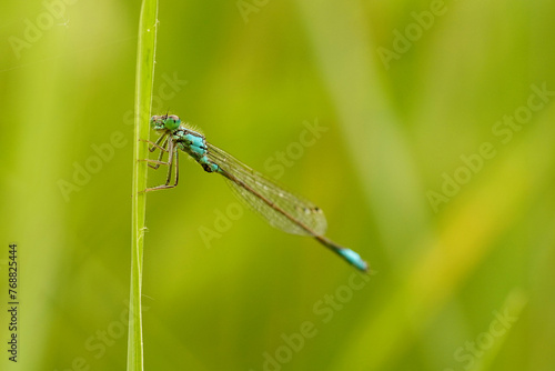 Federlibelle oder Azurjungfer