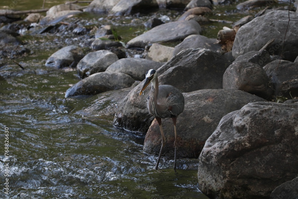Great blue heron walking near the rocks in a pond Great blue heron walking near the rocks in a pond