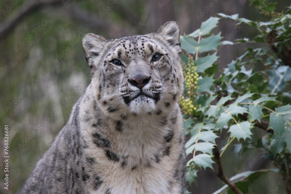 Majestic snow leopard in front of a large evergreen tree, looking directly at the camera Majestic snow leopard in front of a large evergreen tree, looking directly at the camera