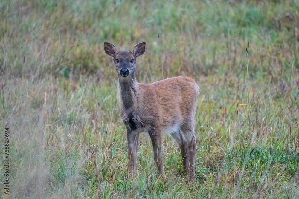 Fototapeta premium Majestic whitetail deer in a sunlit field in Finland.