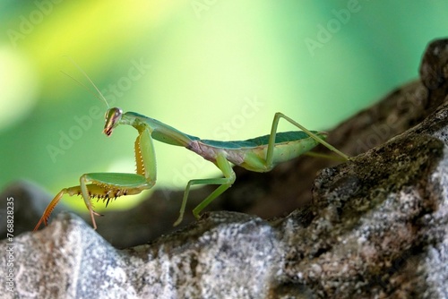 Closeup of a European mantis (Mantis religiosa) perched atop a natural stone surface © Wirestock