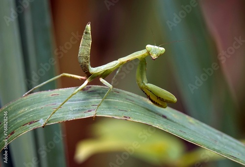 European mantis (Mantis religiosa) atop a single blade of grass in a peaceful pose