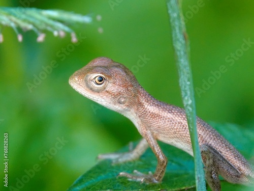 a brown lizard sitting on top of a leaf near a bush