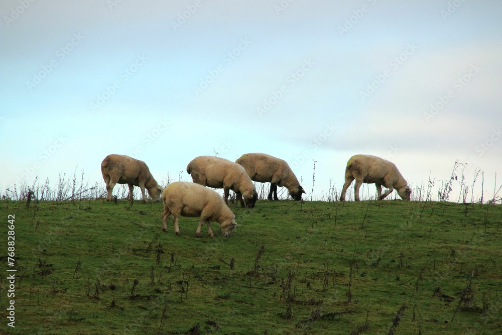 Fototapeta premium Herd of sheep grazing on a grassy hilltop