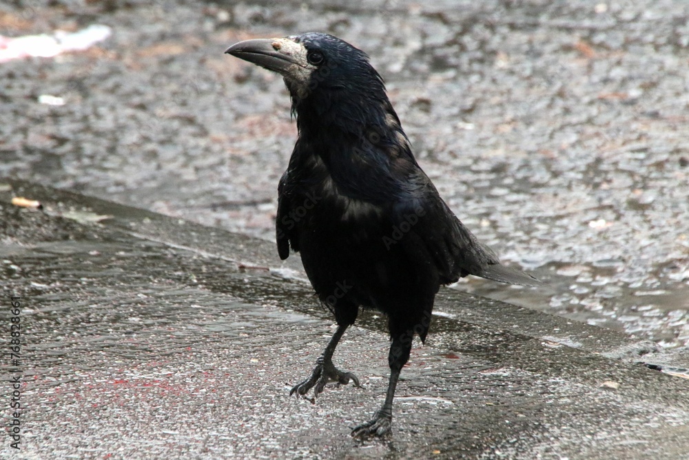 Black crow perched on a wet asphalt road Black crow perched on a wet asphalt road