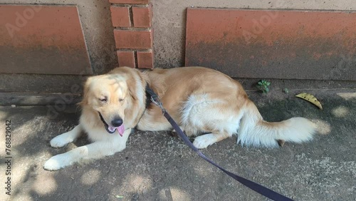 Golden Retriever with a coolar sitting on stone park ground in the backyard photo