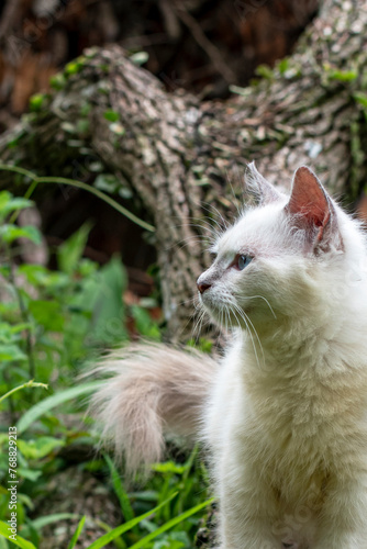 Cat in a tree looking for food, White cat, Himalayan cat