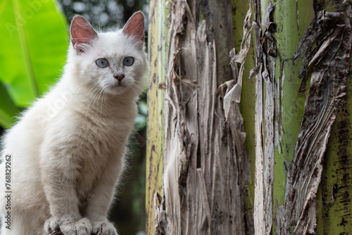 Cat in a tree looking for food, White cat, Himalayan cat