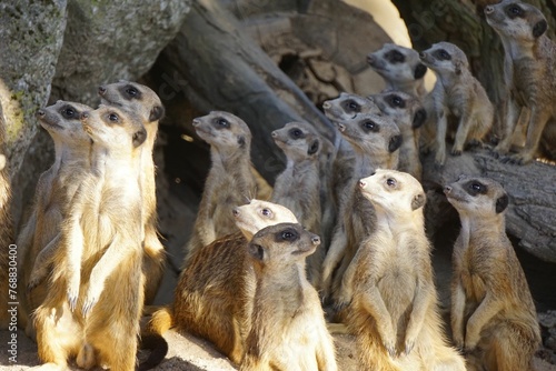 Group of meerkats congregating together on the dry, sandy terrain of their natural habitat
