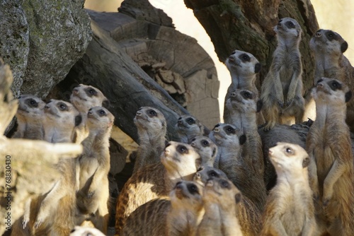 Group of meerkats congregating together on the dry, sandy terrain of their natural habitat