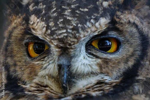 Closeup shot of a majestic owl with bright, yellow eyes.