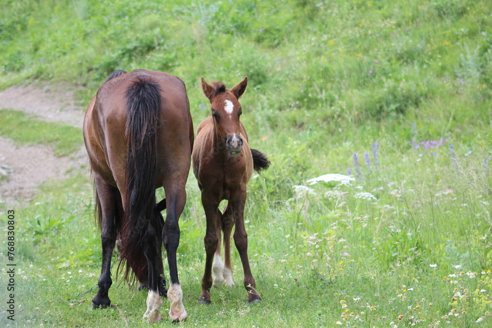 Obraz premium View of brown horses grazing in field