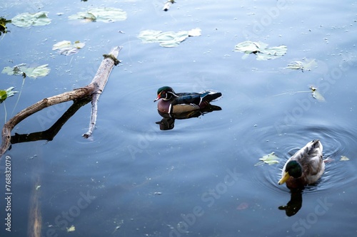 Mallard and Caroline duck swimming in a calm lake photo