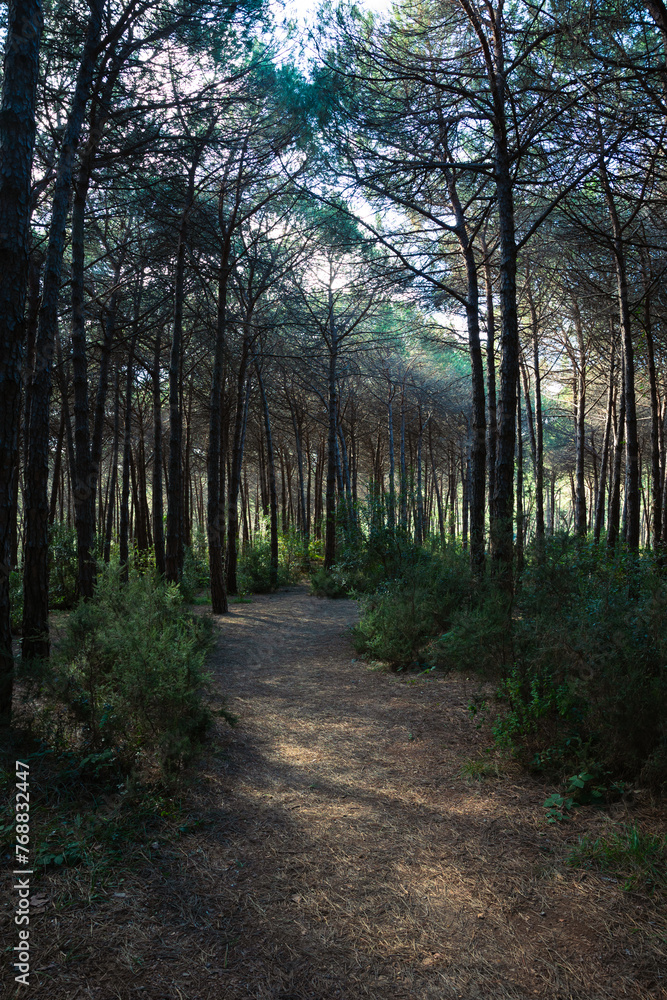 A dirt trail in the pine forest vertical photo A dirt trail in the pine forest vertical photo