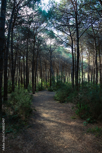 A dirt trail in the pine forest vertical photo © senerdagasan