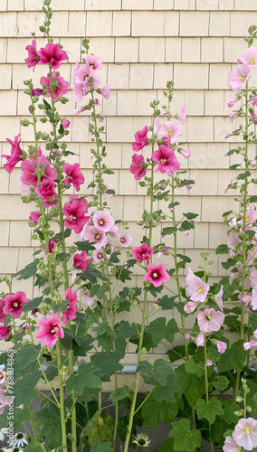 Pink hollyhocks flowers on the wall of an old wooden house. Tall Alcea rosea plant in bloom. Ornamental dicot flowering plant in a garden.