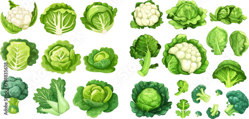 Cauliflower head, broccoli or diet fresh vegetarian cooking greens vector illustration