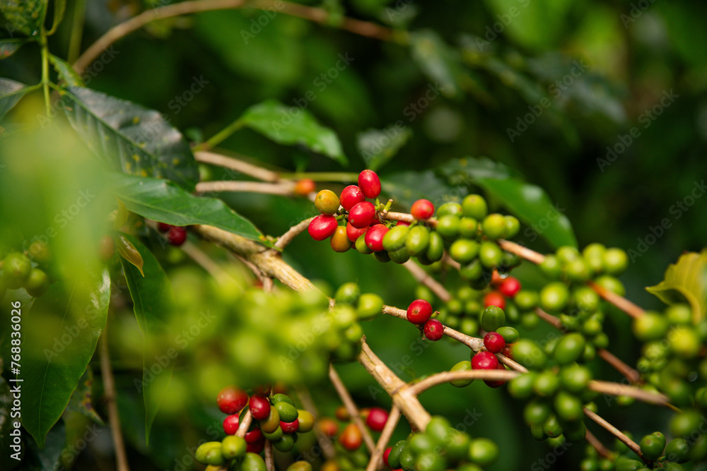 PERUVIAN COFFEE FROM RODRIGUEZ DE MENDOZA AMAZONAS PERUVIAN COFFEE FROM RODRIGUEZ DE MENDOZA AMAZONAS