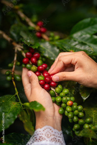 PERUVIAN COFFEE FROM RODRIGUEZ DE MENDOZA AMAZONAS
