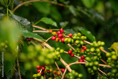 PERUVIAN COFFEE FROM RODRIGUEZ DE MENDOZA AMAZONAS