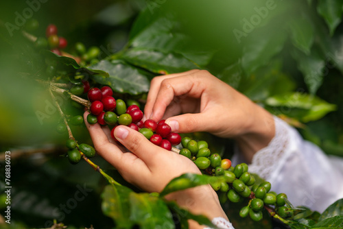 PERUVIAN COFFEE FROM RODRIGUEZ DE MENDOZA AMAZONAS photo