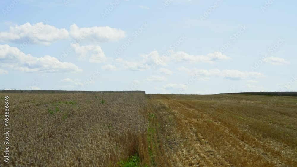 A mighty wheat field stretches under a blue sky with white clouds. Demarcation of already harvested agricultural crops and that which is still swaying from the wind. High quality 4k footage A mighty wheat field stretches under a blue sky with white clouds. Demarcation of already harvested agricultural crops and that which is still swaying from the wind. High quality 4k footage