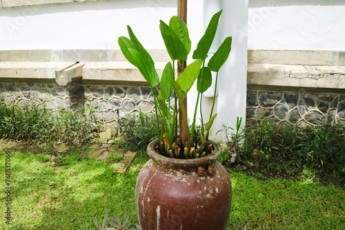 freshly green echinodorus cordifolius in the ceramic pot living in nature garden with green grass on the bottom. The Spade-leaf sword also known as Creeping burhead or Texas