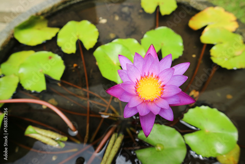 Purple waterlily flower (Teratai ungu) is floating in the small pot ceramic made of clay.  photo