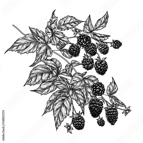 Vector illustration of a blackberry branch in engraving style