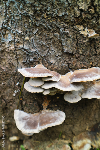 Group of wild mushroom atached and growing on old tree trunks. It grows due to humid weather and climate. photo