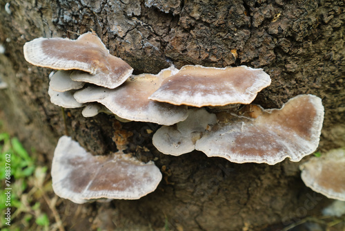 Group of wild mushroom atached and growing on old tree trunks. It grows due to humid weather and climate.